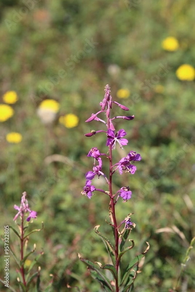 Obraz flowers in the field
