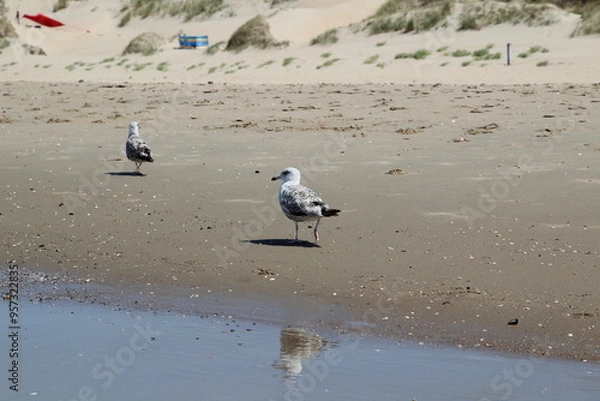 Obraz seagulls on the beach