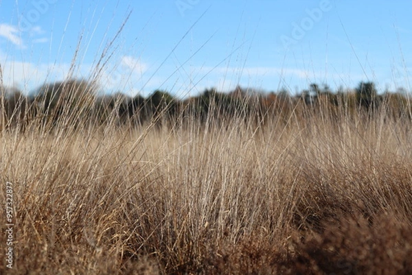 Obraz de heide, heidegras