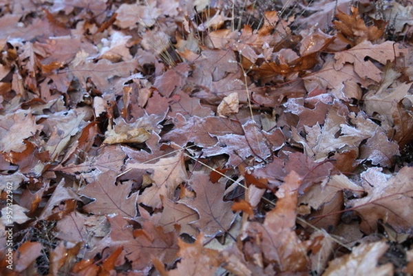 Obraz Herfstbladeren