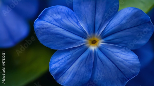 Fototapeta Close-up of blue Periwinkle flower in the garden.