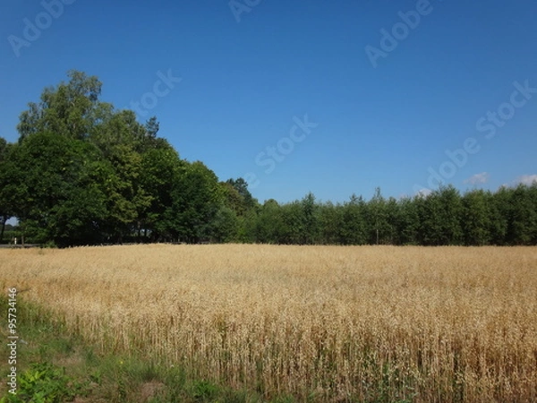 Fototapeta Поле с желтыми колосьями в солнечный осенний день