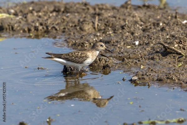 Fototapeta レンコン畑で餌を探すオジロトウネン