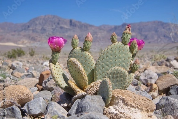 Fototapeta Blooming Beavertail Cactus in Death Valley