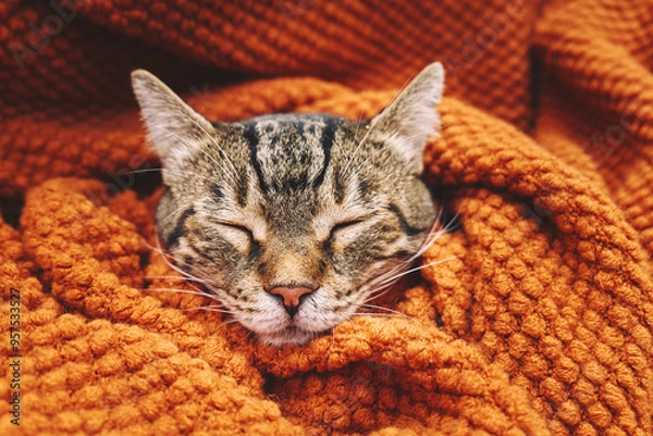 Fototapeta Cute tabby cat sleeping wrapped in wool orange blanket. Fall mood, autumn vibes. Thanksgiving day.