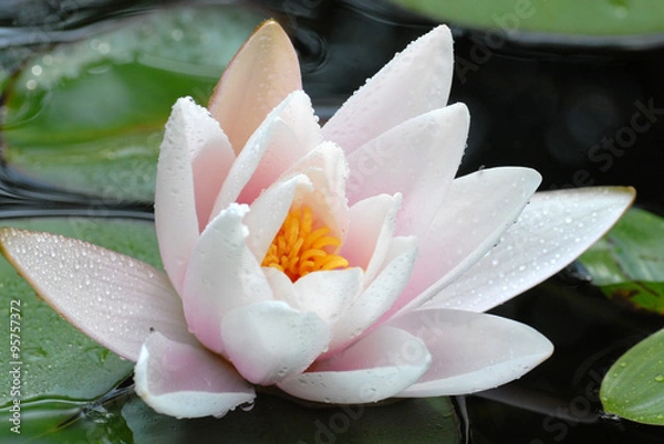 Obraz een open waterlelie