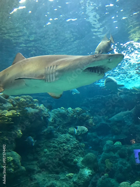 Fototapeta shark and diver