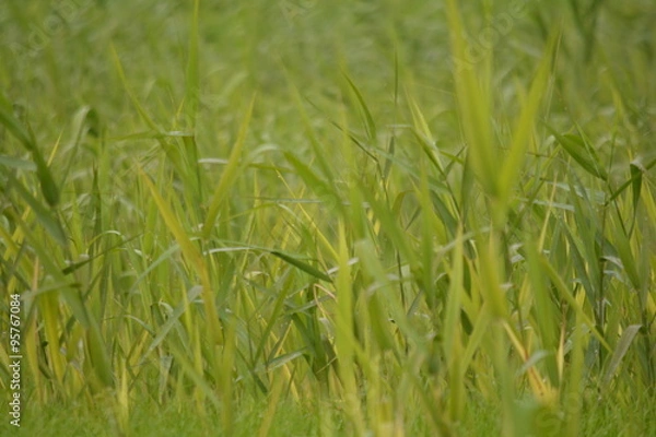 Fototapeta 水辺の野草