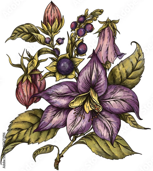 Fototapeta Vintage Poisonous Belladonna Flower, Isolated PNG Witchcraft Magic Floral Illustration