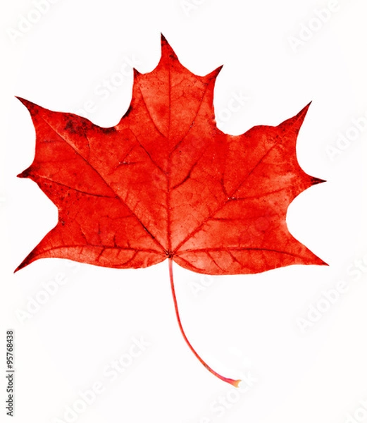Fototapeta Red maple leaf, isolated on white