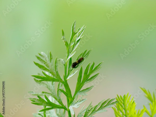 Obraz キアゲハの3齢幼虫