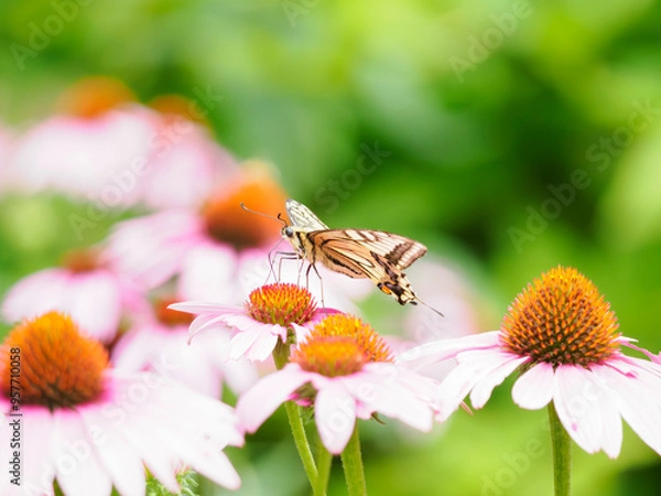 Obraz 花の蜜を吸う蝶