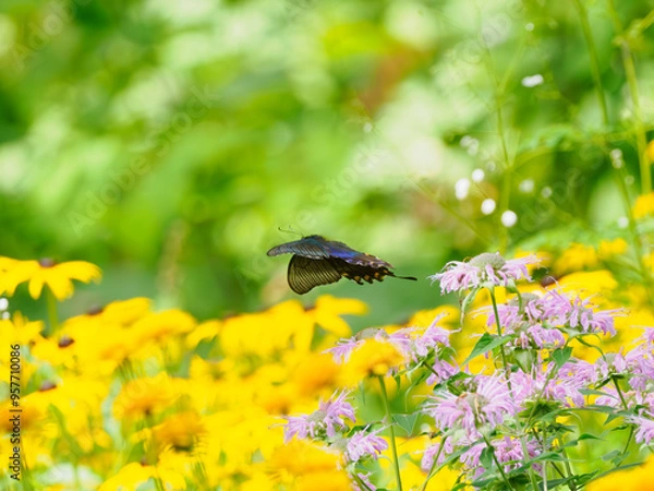 Obraz 飛び立つ蝶