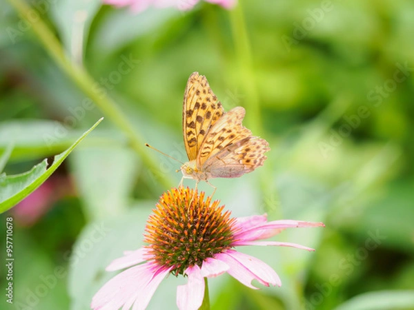 Obraz 花の蜜を吸う蝶