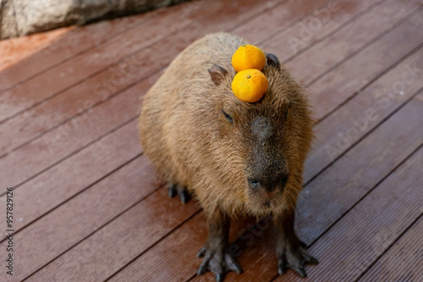 Obraz 귤을 머리에 올린 카피바라