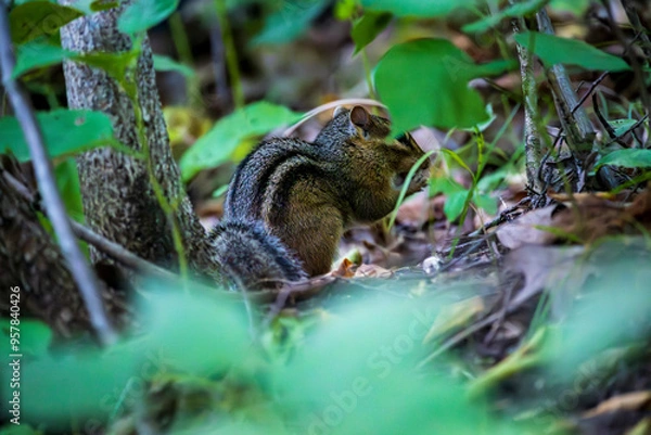 Obraz Chipmunk Foraging for Food