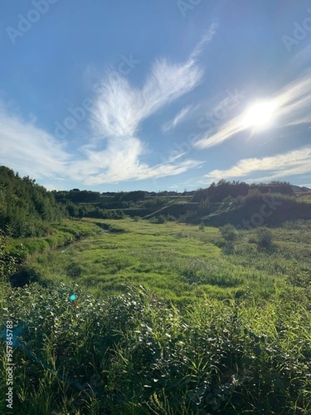 Fototapeta landscape with grass and sky