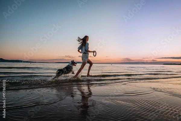 Obraz girl plays with an Australian shepherd dog on the beach in the water. throws a puller toy, the dog jumps and runs