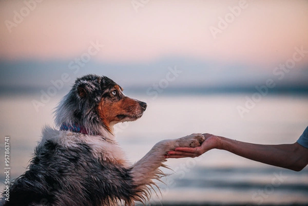 Obraz girl and Australian Shepherd dog on the beach against the background of water in the evening. the dog gives its paw to the man. paw in hand. devotion love and friendship
