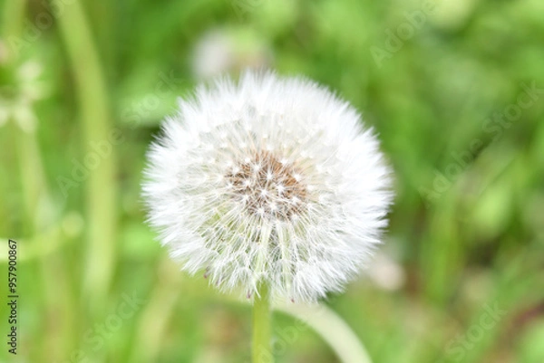 Fototapeta フワフワした綿帽子