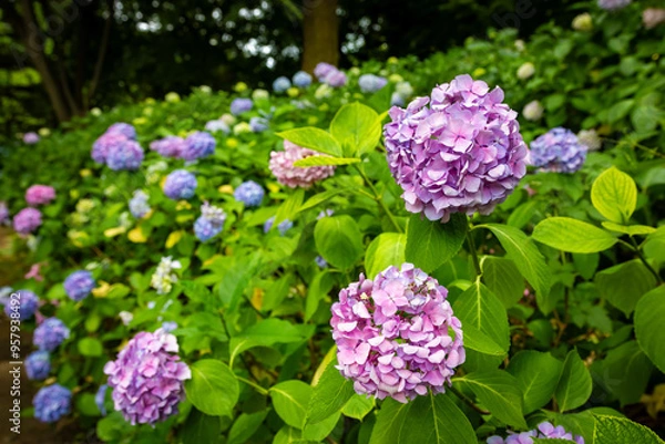 Fototapeta 大阪市の長居植物園で見た、ピンクや紫色などのカラフルな紫陽花
