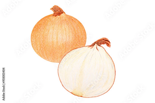 Obraz 玉ねぎのイラスト