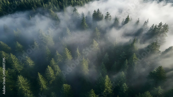 Obraz The drone captures the towering redwoods of a dense forest, with mist rolling in from the coast