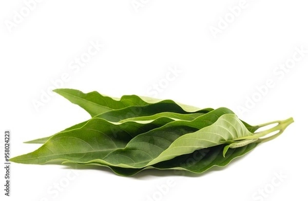 Obraz Closeup of Malabar Nut Leaves or Justicia Adhatoda Leaves Isolated on White Background, Also Known as Adulsa or Vasaka, Uses Ayurvedic Herbal Medicine