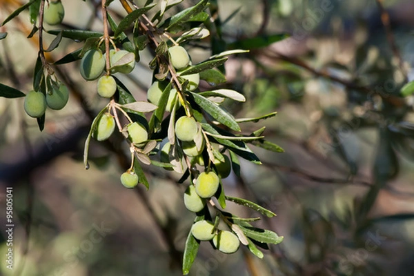 Obraz Olives On Its Tree Branch
