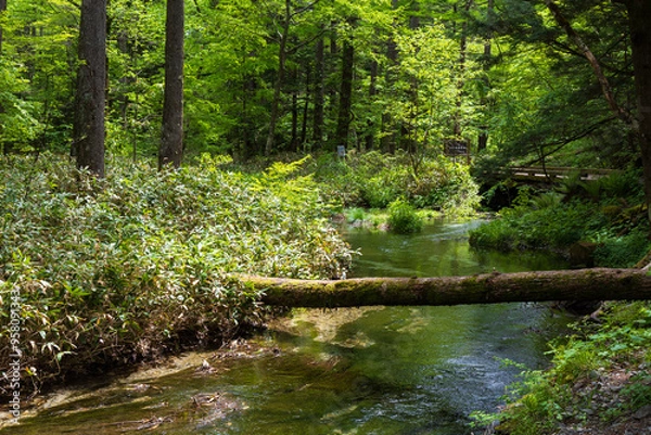 Obraz 日本の風景・初夏　長野　新緑の上高地