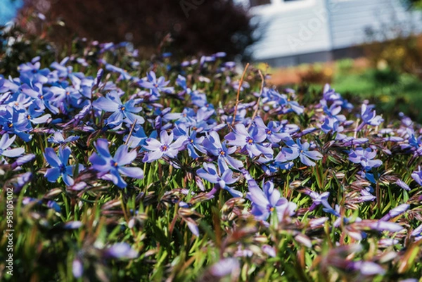 Obraz blue and white flowers