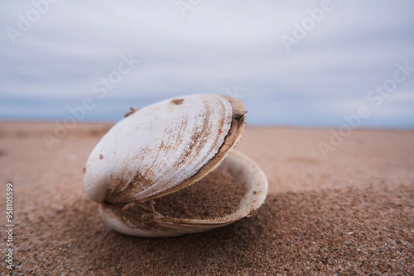 Obraz shell on the beach