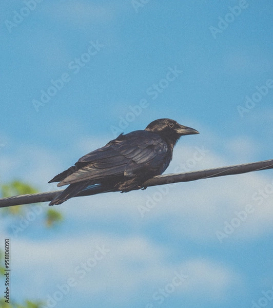 Obraz blackbird on a branch