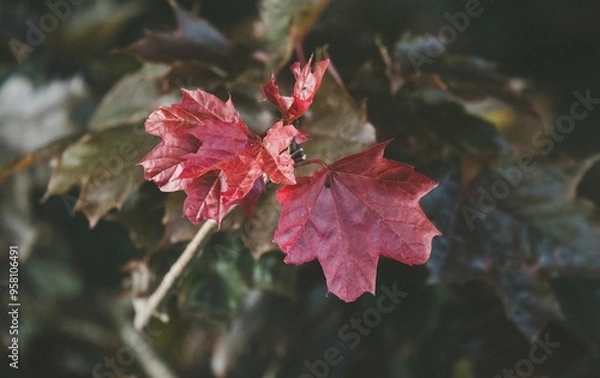 Obraz red maple leaf