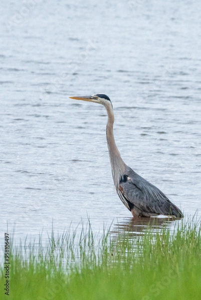Obraz great blue heron