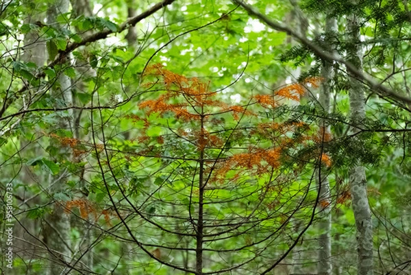 Obraz red apple tree