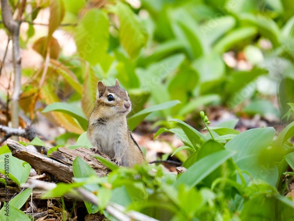 Obraz squirrel on a tree