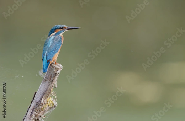 Fototapeta Kingfisher with his wings open