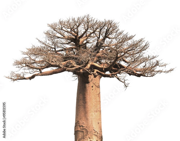 Fototapeta Isolated Baobab
