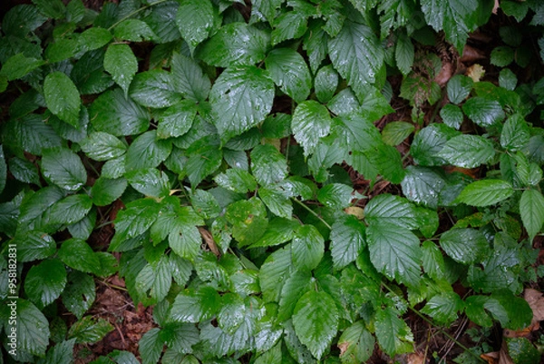Obraz Close-up of Lush Green Undergrowth