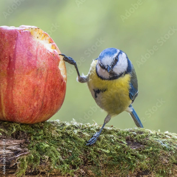 Obraz Blue tit and apple