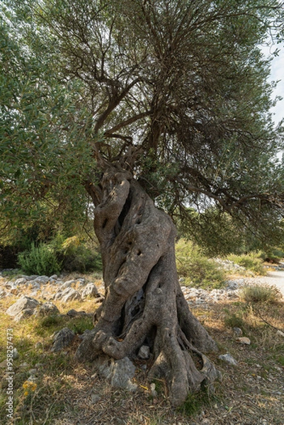 Fototapeta Olive tree