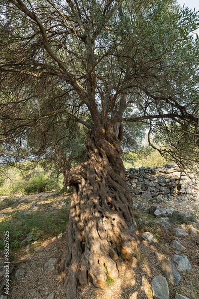 Obraz Olive tree