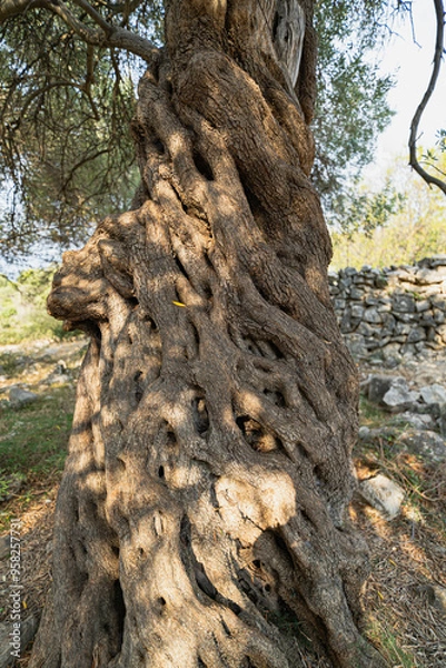 Fototapeta Olive tree structure