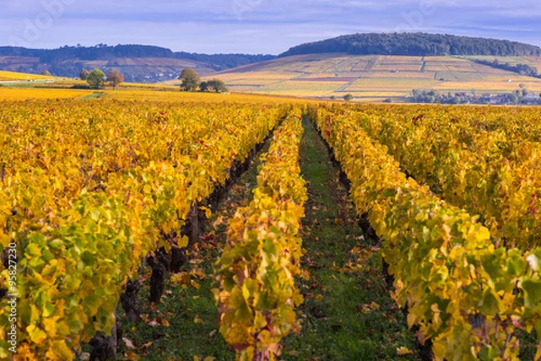 Fototapeta colline bourguignonne