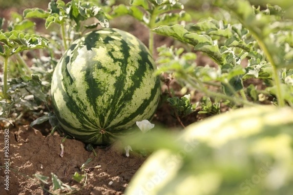 Obraz Ripe watermelons growing in field on sunny day