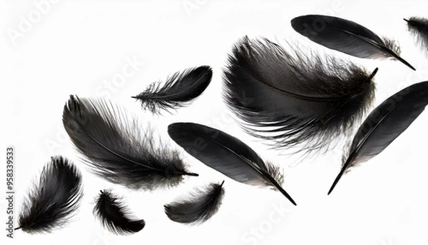 Obraz Crow feathers falling in air, isolated on transparent 