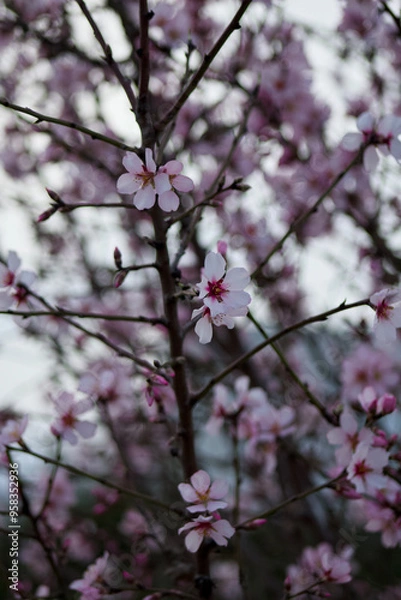 Fototapeta pink cherry blossom
