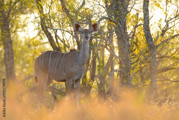 Obraz Kudu Female