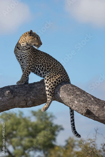 Obraz Perched Leopard